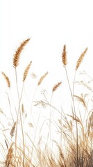 Present a realistic image of wheat stalks with golden grains against a pure white background, emphasizing the texture and natural elegance of each detail.
