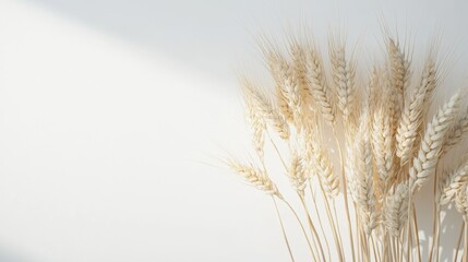Obraz premium Present a realistic image of wheat stalks with golden grains against a pure white background, emphasizing the texture and natural elegance of each detail.