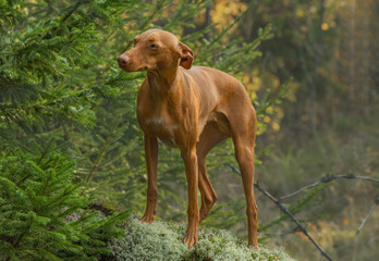 A dog of the chirneco del etna breed. Photo shoot in the autumn forest.
