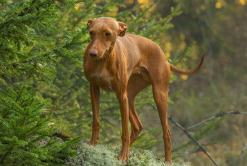 A dog of the chirneco del etna breed. Photo shoot in the autumn forest.