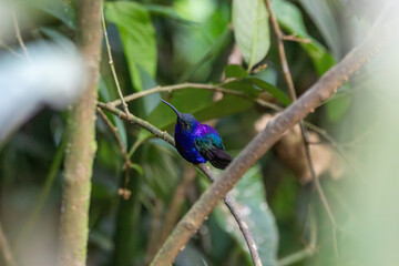 Obraz premium A Violet Sabrewing in Costa Rica