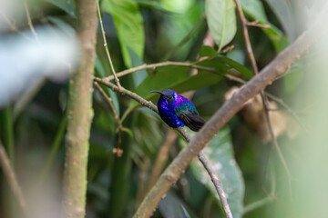 A Violet Sabrewing in Costa Rica