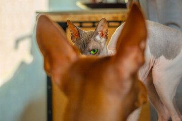 A sphinx cat with big green eyes.