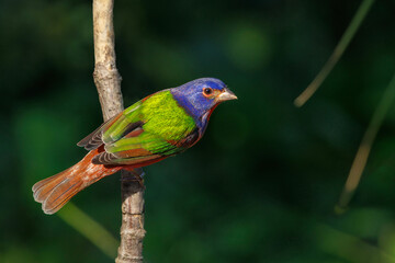 A painted bunting (Passerina ciris), a beautiful, colorful bird, in Sarasota, Florida