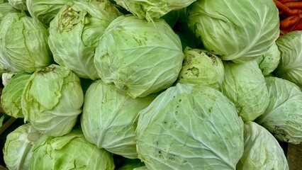 Fototapeta premium Fresh green cabbages, ready to be used in various dishes.