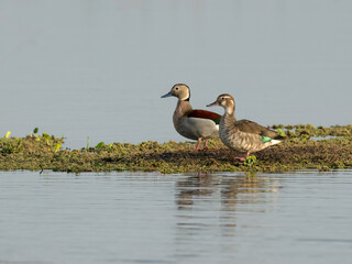 Male and Female Ringed Teals standing on the pond
