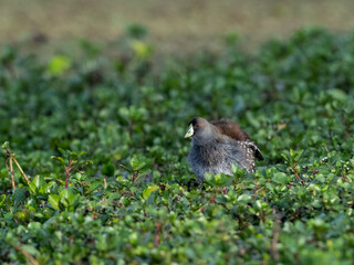 Spot-flanked Gallinule foraging in sparsely vegetated swamp