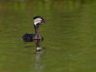 White-tufted Grebe swimming in green water of the pond