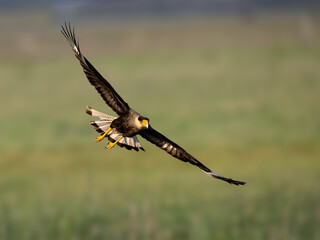 Obraz premium Crested Caracara in flight on green blur background