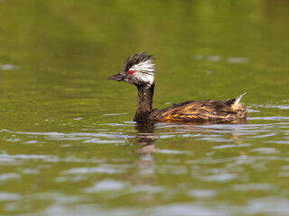 White-tufted Grebe swimming in green watere