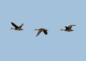 Yellow-billed Pintails in flight against blue sky
