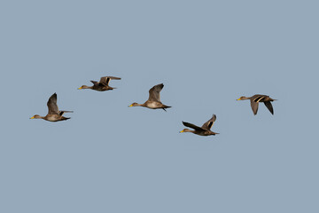 Yellow-billed Pintails in flight against blue sky