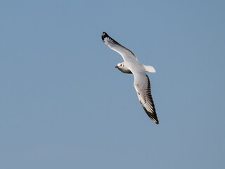 Brown-hooded Gull in flight on blue sky