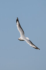 Brown-hooded Gull in flight on blue sky