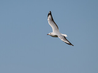 Brown-hooded Gull in flight on blue sky