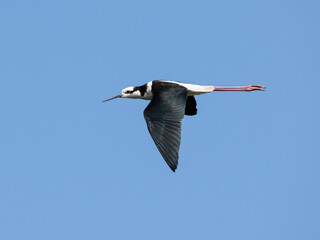 Black-necked Stilt in flight on blue sky