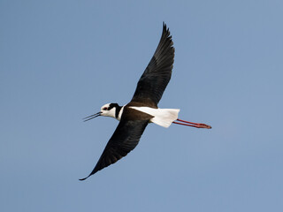 Black-necked Stilt in flight on blue sky