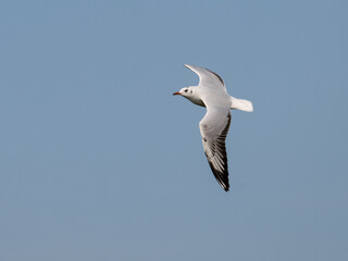 Brown-hooded Gull in flight on blue sky