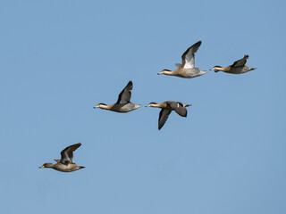 Silver Teals in flight against blue sky