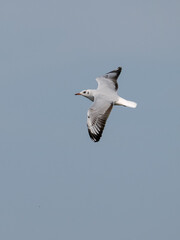 Brown-hooded Gull in flight on blue sky