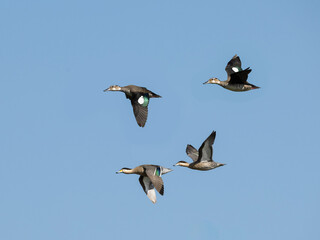 Silver Teals in flight against blue sky