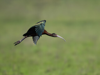 Bare-faced Ibis in flight against field with green grass