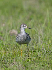 Lesser Yellowlegs standing on the grass in Argentina