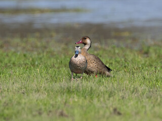 Male and Female Brazilian Teals standing on the grass