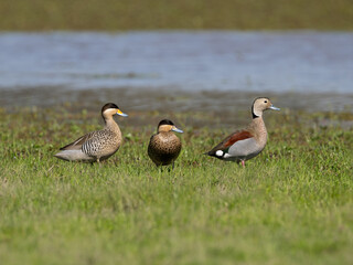 Silver Teal and Ringed Teals standing on the grass