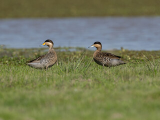 Silver Teals foraging on the grass