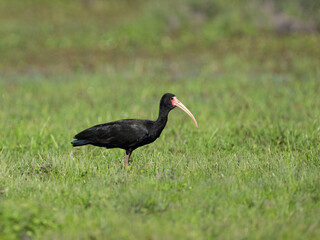 White-faced Ibis standing on the field with green grass