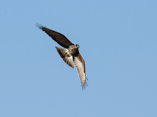 Snail Kite gliding through the clear blue sky