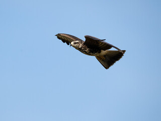 Snail Kite gliding through the clear blue sky