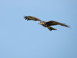 Snail Kite gliding through the clear blue sky