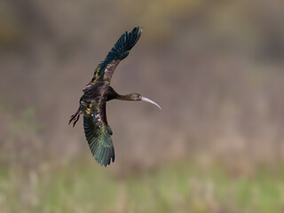 White-faced Ibis in flight against field