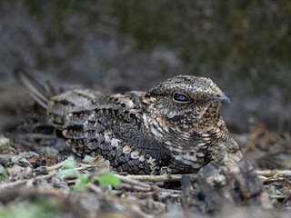 Scissor-tailed Nightjar resting on the ground during day