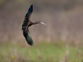 White-faced Ibis in flight against field