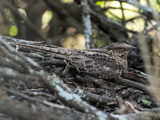 Scissor-tailed Nightjar resting on the ground during day