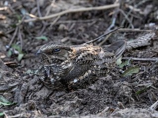 Scissor-tailed Nightjar resting on the ground during day