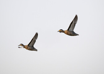 Silver Teals in flight against sky