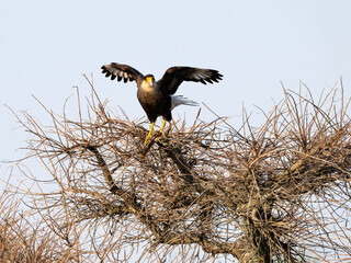 Crested Caracara with open wings on top of the tree