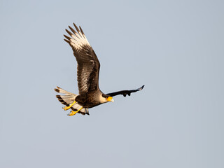 Crested Caracara in flight against blue sky