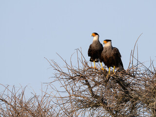Male and Female Crested Caracara on top of the tree