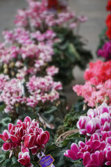 Colorful cyclamen flower pots / 色とりどりのシクラメンの鉢植え