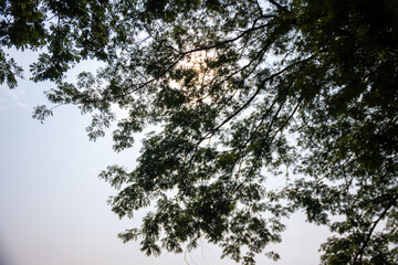 Tree branches with green leaves in the public garden. Natural green environment background.