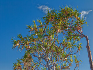 Sunlight on a Pandanus Tree in Waikiki, Hawaii.