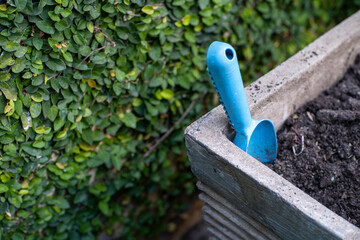 Blue garden shovel in the cement plant pot with green creeper plant in the background 