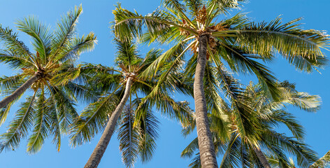 Naklejka premium Vertical View of a Coconut Palm Tree Grove Under Blue Sky.