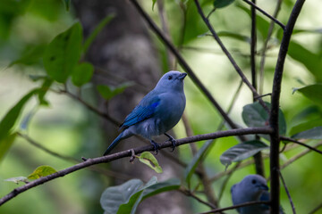 Fototapeta premium A Blue-gray Tanager in Costa Rica