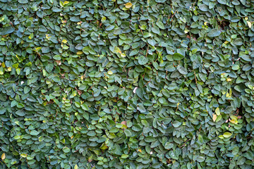 The green creeper plant bringing life to the aged beauty of an old wall. For wallpaper and design....